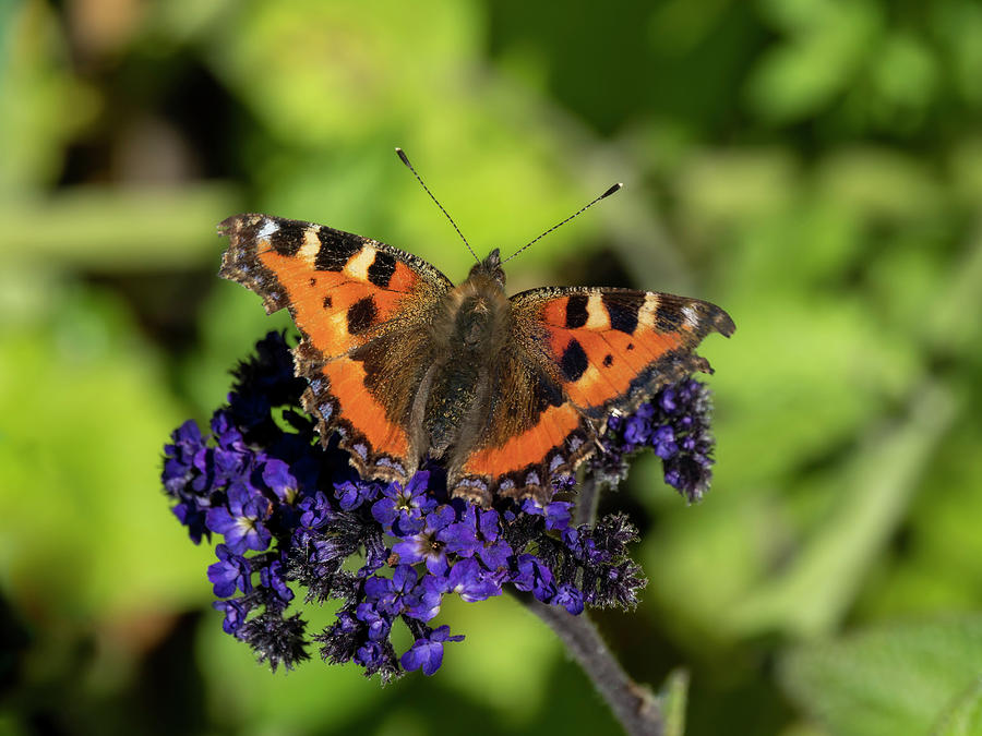 Small tortoiseshell butterfly on a heliotrope flower Photograph by ...