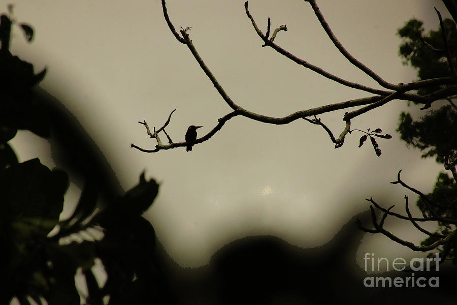 Small Toucan Silhouette Photograph by Cassandra Buckley