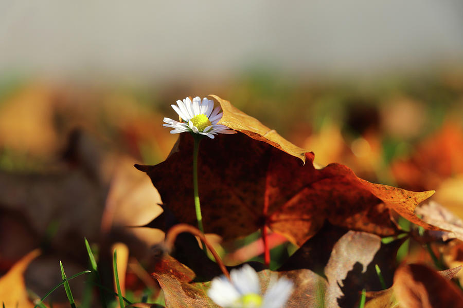 Small touh of autumn. Bellis perennis slowly pushing through the leaf to light. White daisy covered by brown maple leafs. Autumn is knocking on the door. Photograph by Vaclav Sonnek