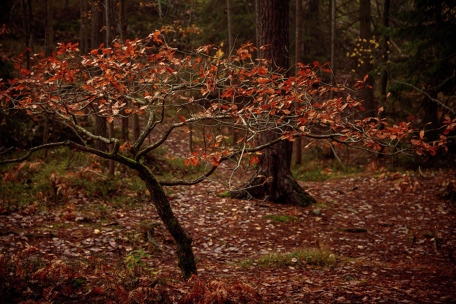 Small Tree In The Forest Photograph by Nicklas Gustafsson