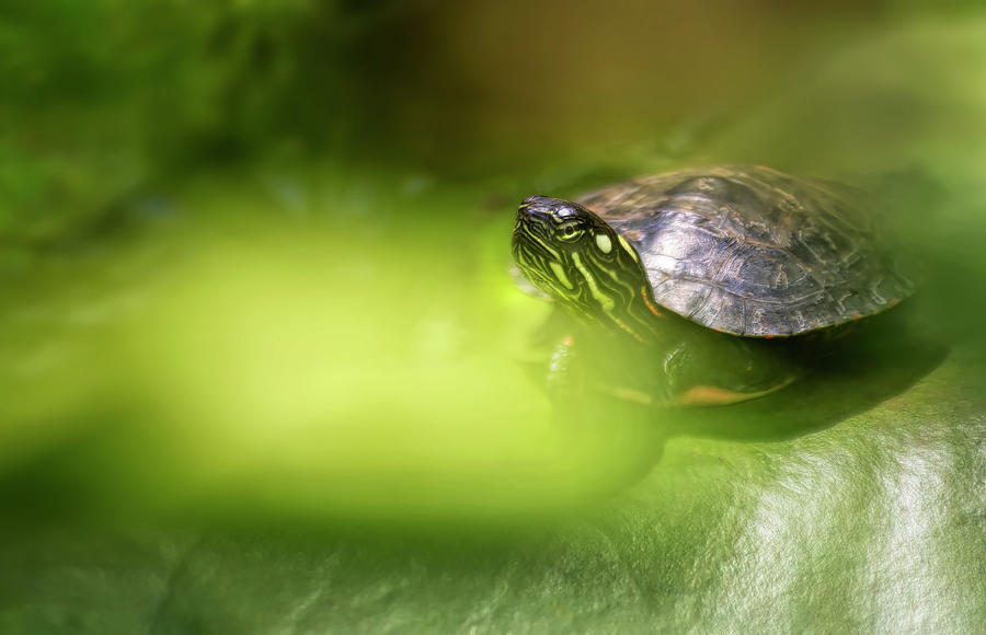 Small Turtle In The Sunlight Photograph by Francis Sullivan