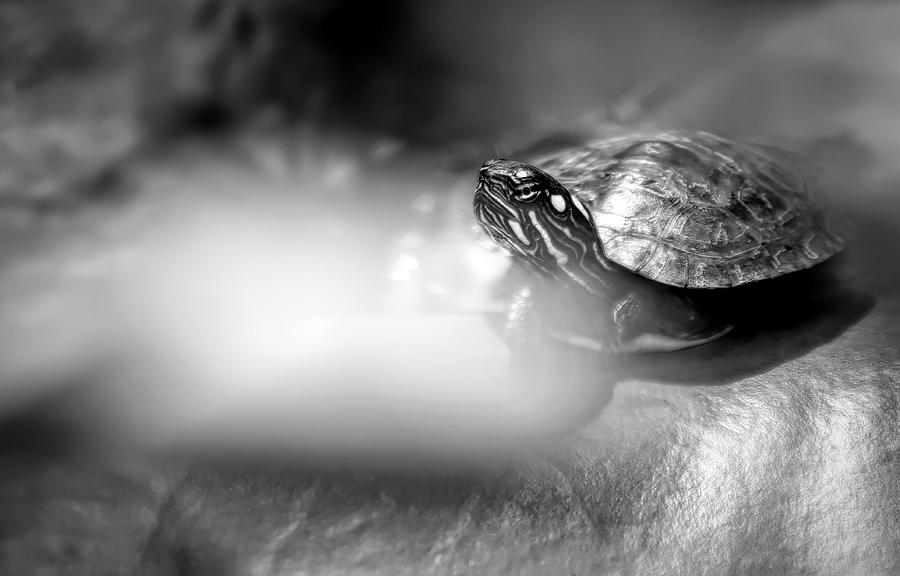 Small Turtle Portrait Photograph
