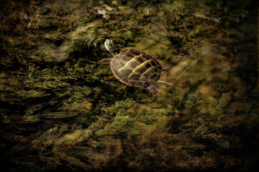 Small Turtle Swimming Photograph by Francis Sullivan