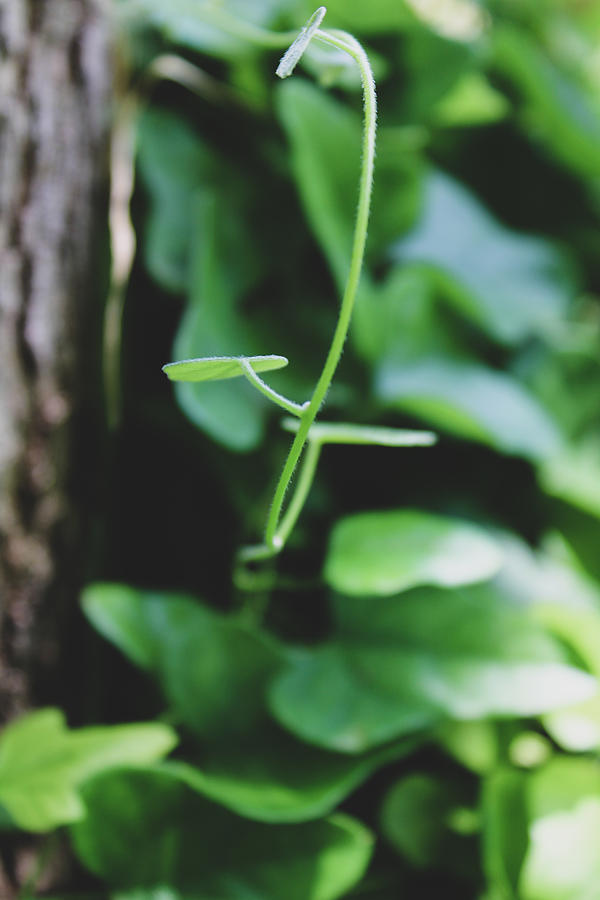 Small Vine Leaf Photograph by W Craig Photography
