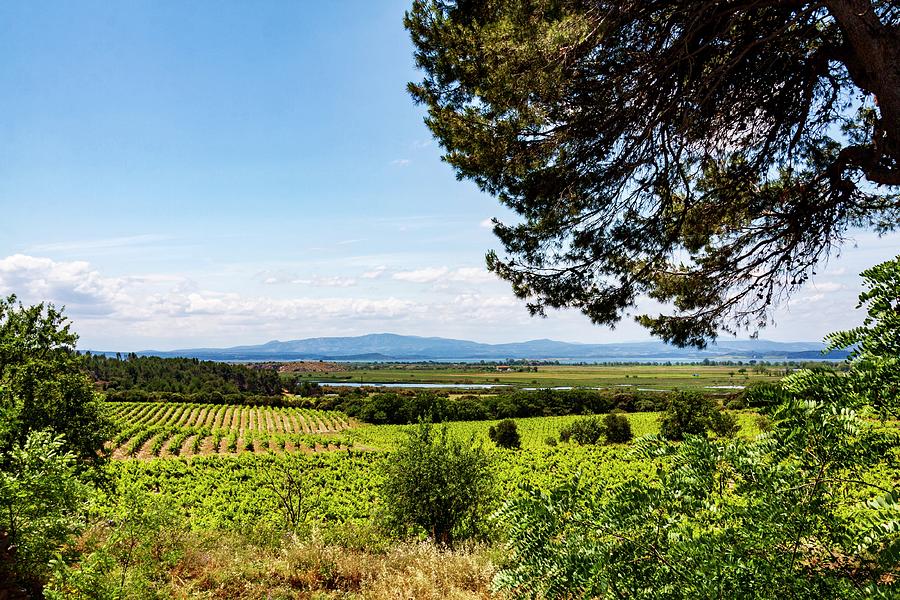 Small vineyard in Provence Photograph by Tatiana Travelways