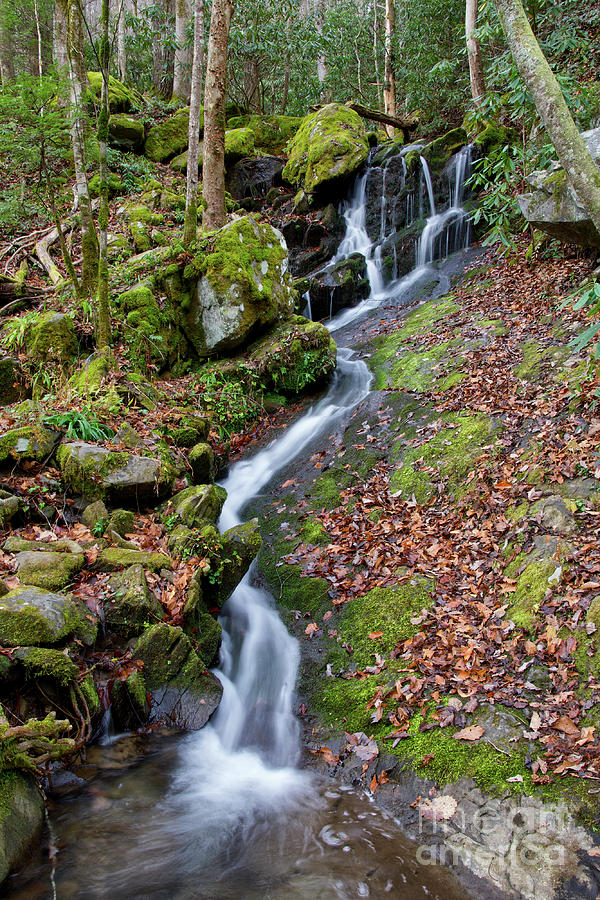 Small Waterfall In Forest Photograph by Phil Perkins