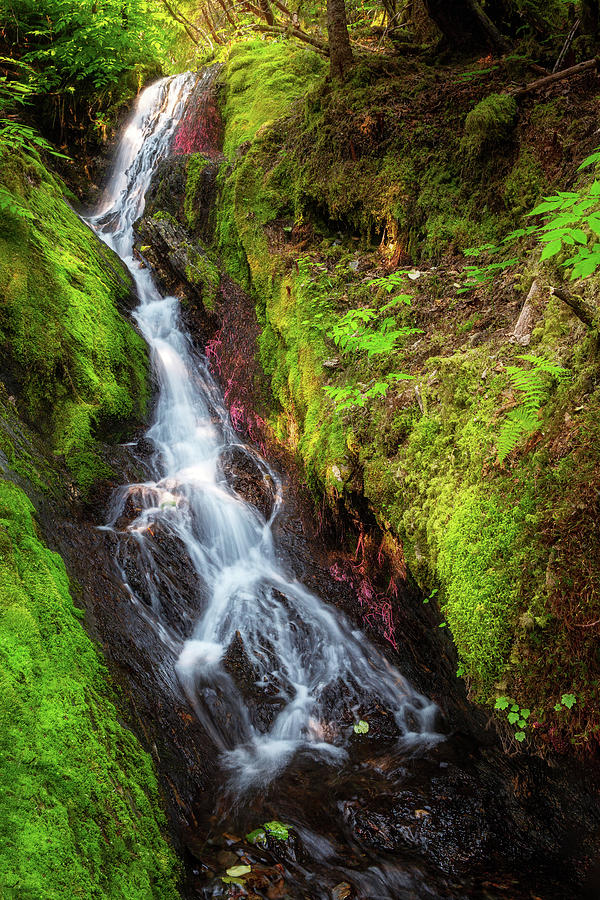 Small Waterfall in the Rain Forest Photograph by Alex Mironyuk