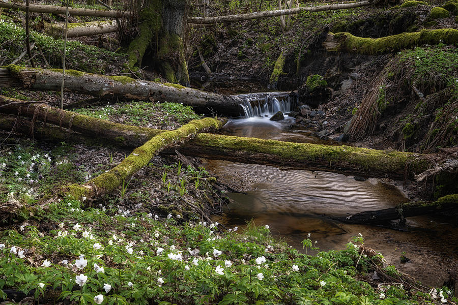 Small Waterfall In The Spring Forest Photograph
