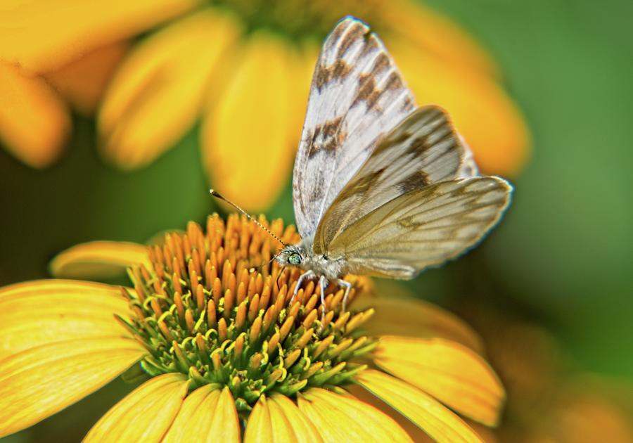 Small White And Grey Brown Butterfly On Coneflower Photograph