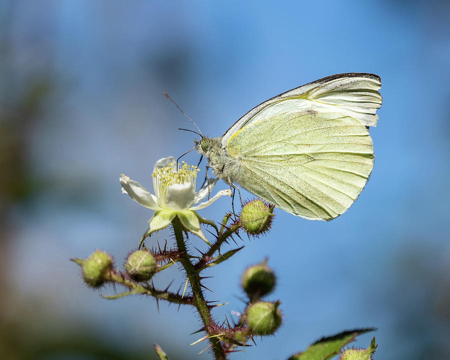 Small White Butterfly Photograph by Mark Llewellyn