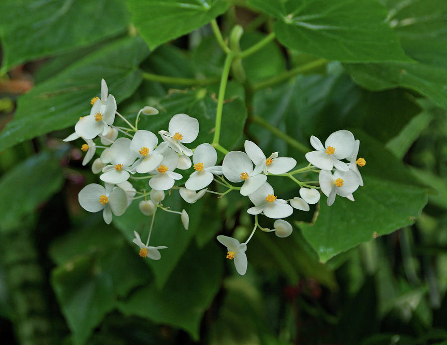 Small White Flowers Photograph by Sandy Keeton