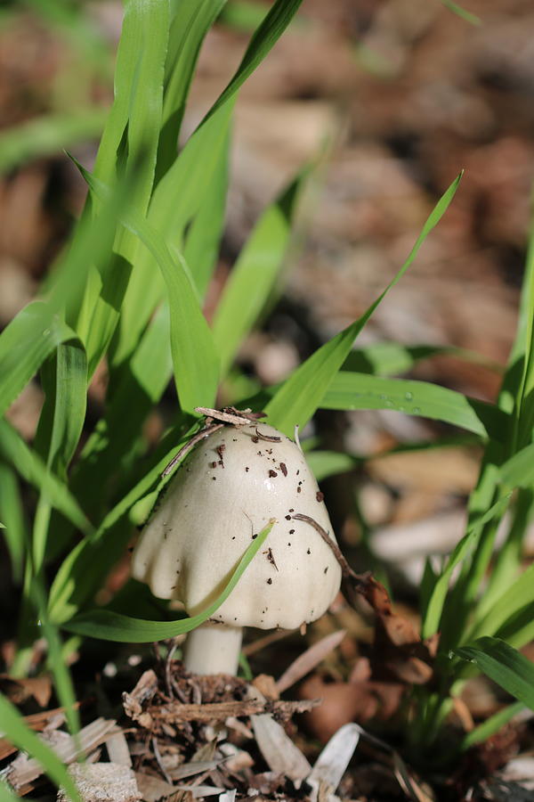 Small White Fungi Photograph by Michaela Perryman