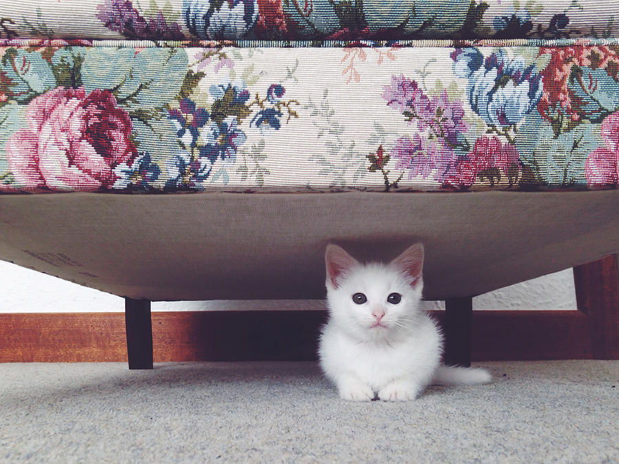 Small white kitten hiding beneath a floral couch Photograph by Jodie Griggs