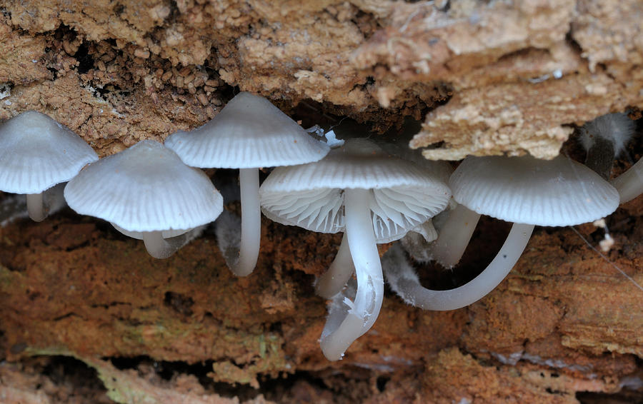 Small white mushrooms growing beneath a dead tree Photograph by Kevin Oke