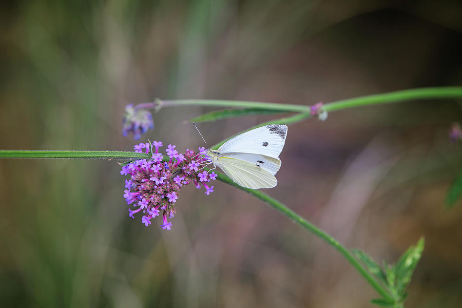 Small White, or Cabbage White Butterfly Photograph by Fon Denton