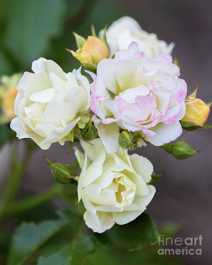 Small White Roses Photograph by Janice Noto - Fine Art America