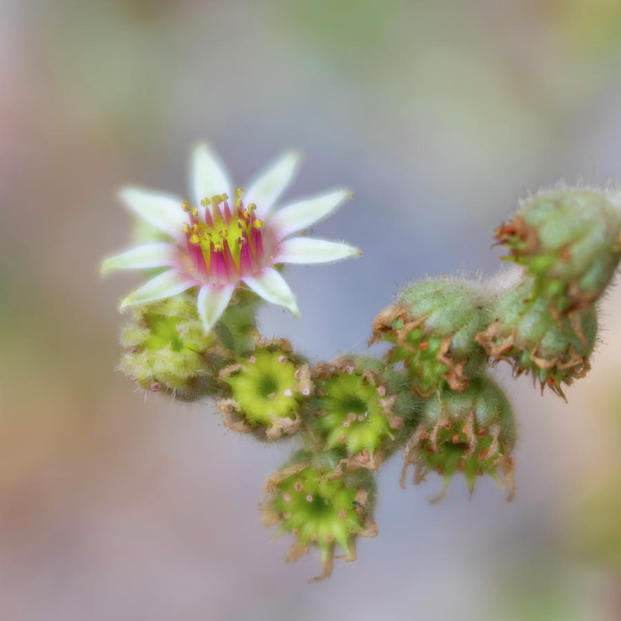 Small White Hens and Chicks Flower Bloom by Barbara Rogers Small White Hens and Chicks Flower Bloom by Barbara Rogers