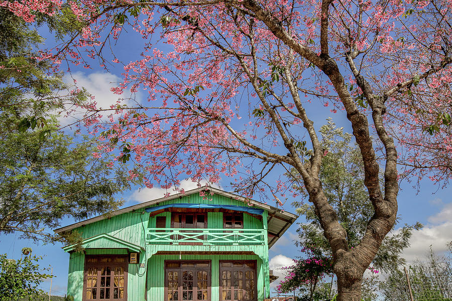 Small Wood House In Spring Photograph by Khanh Bui Phu