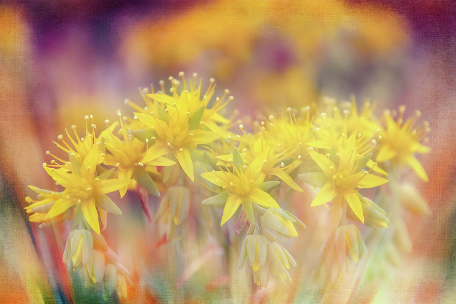 Small Yellow Beauties Digital Art by Terry Davis