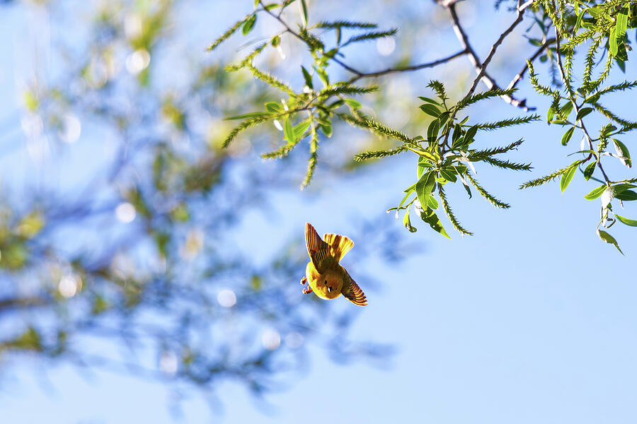Small yellow bird flying Photograph by Tatiana Travelways Small yellow bird flying Photograph by Tatiana Travelways