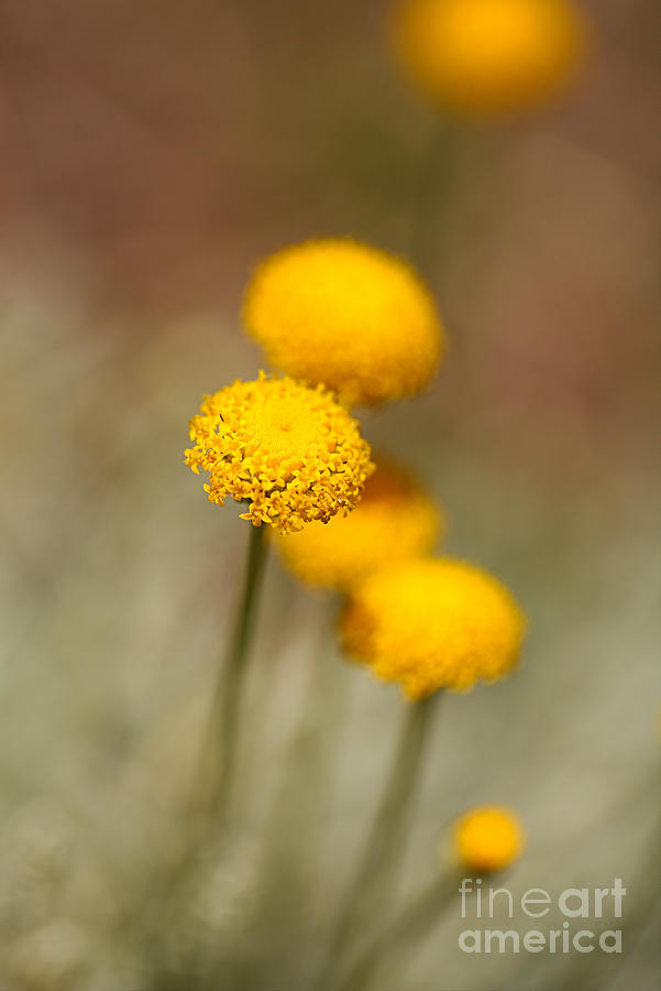 Small Yellow Round Flattish Flower  Photograph by Joy Watson