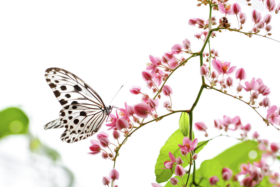 Smaller Wood Nymph butterfly with blooming pink creepers flowers Photograph by Sinsee Ho