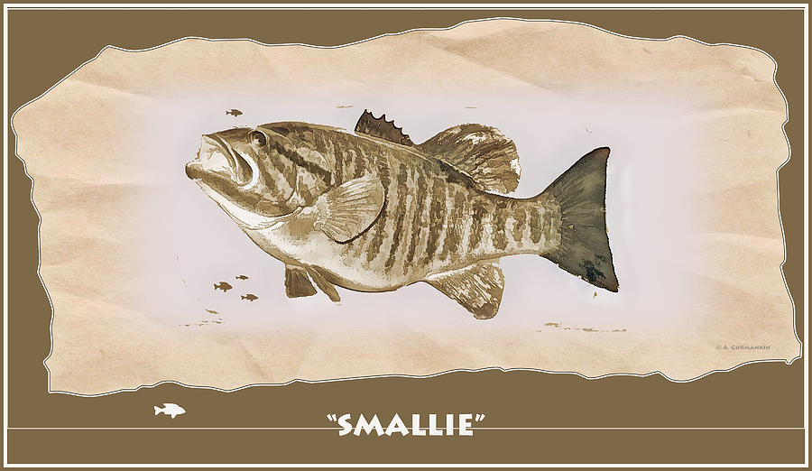 Smallie, Smallmouth Bass Digital Art by A Macarthur Gurmankin - Pixels