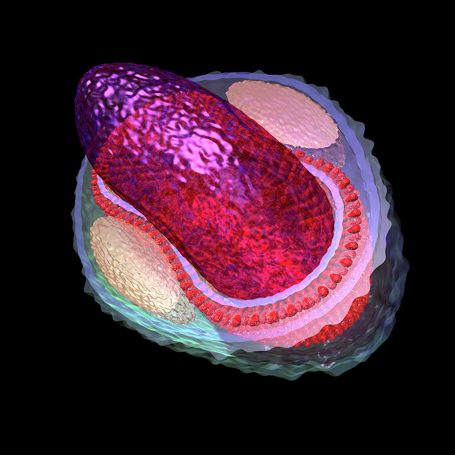 Smallpox Virion Cutaway #3 Digital Art by Russell Kightley