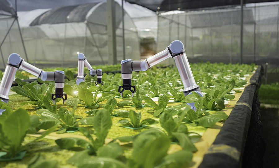 Smart farming agricultural technology and smart arm robots are harvesting hydroponics vegetables, Organic agriculture concept. Photograph by Teera Konakan