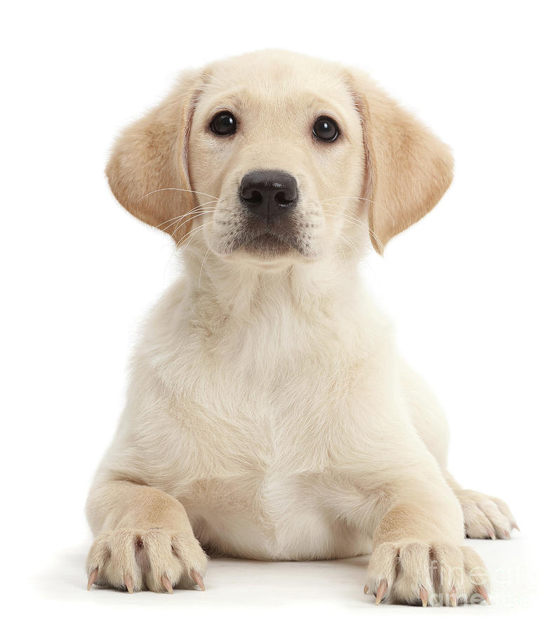 Smart Yellow Labrador Pup Photograph by Warren Photographic