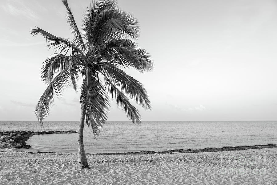 Smathers Beach Palm Tree Key West Black and White Photograph by Paul ...