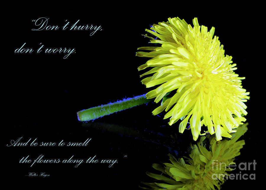 Smell The Flower Photograph by Thomas Nay