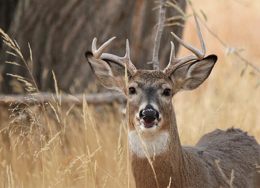 Smile for the Camera Photograph by Larry Kniskern - Fine Art America