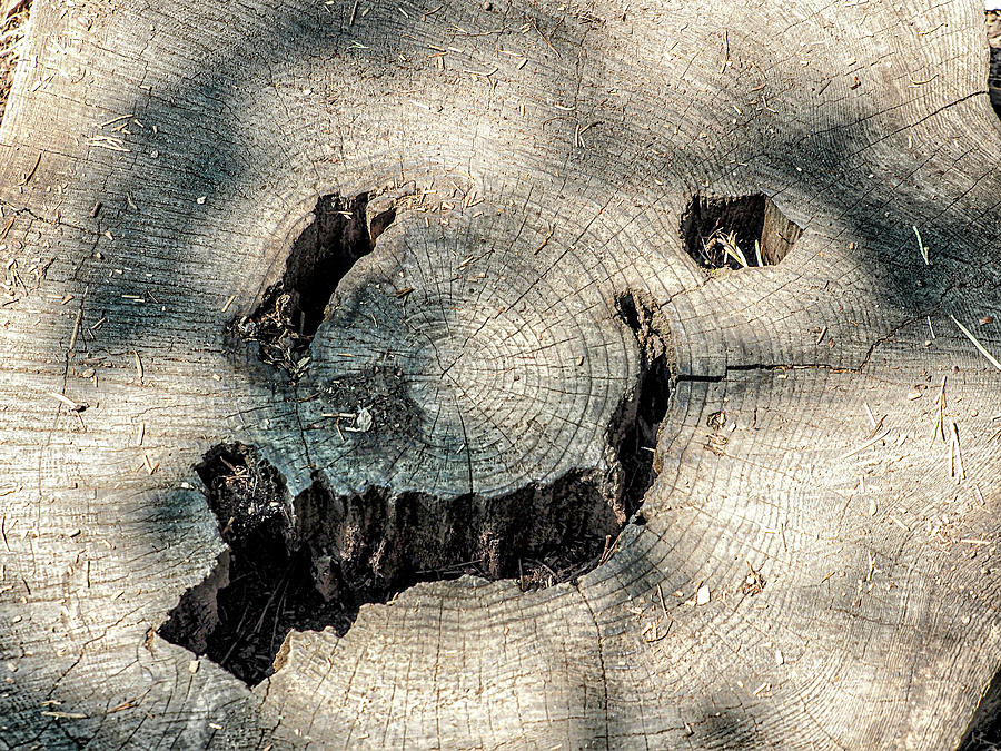 Smiley Face In A Tree Stump Photograph