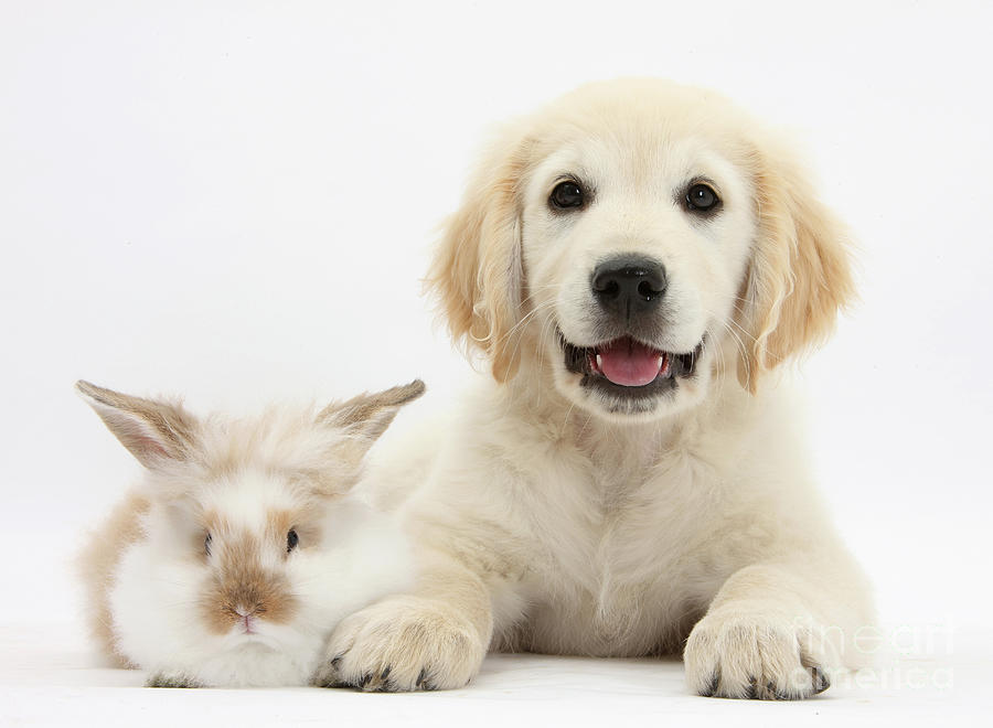 Smiley Golden Retriever pup and young rabbit Photograph by Warren Photographic