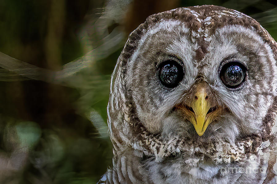 Smiley Owl Face Photograph by Tom Claud