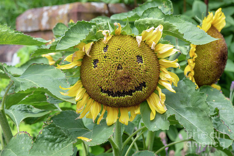 Smiley Sunflower Face Photograph by Tim Gainey
