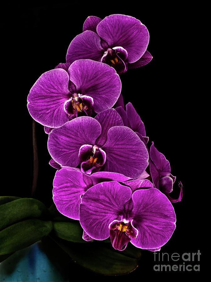SMILEYS celebrate and enjoy - orchid flower  Photograph by Tatiana Bogracheva