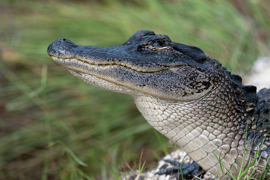 Smiling Alligator Photograph by Bradford Martin