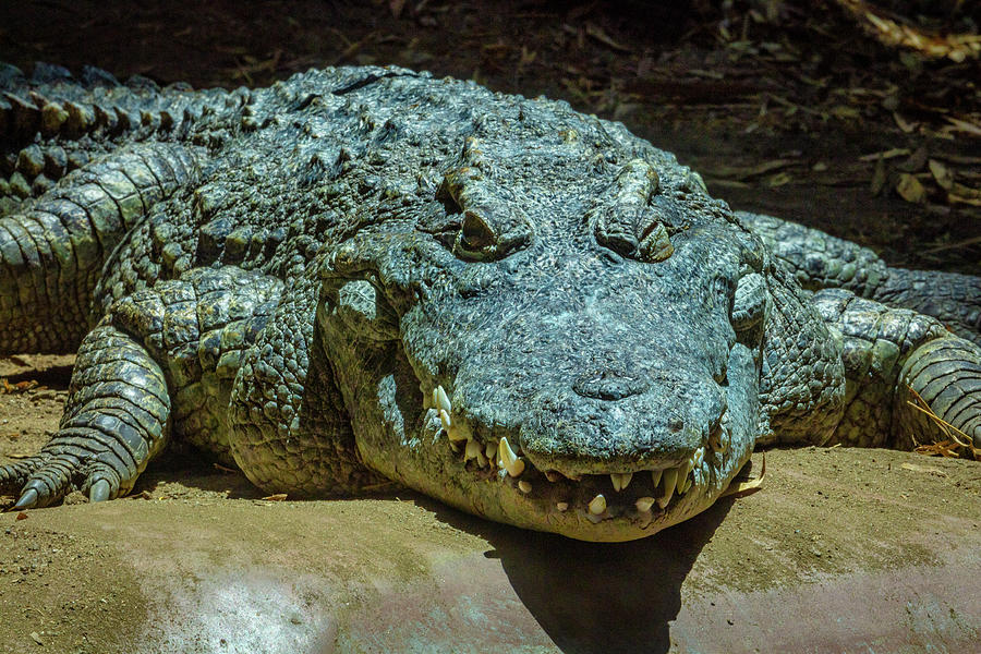 Smiling Alligator Photograph by Garry Gay