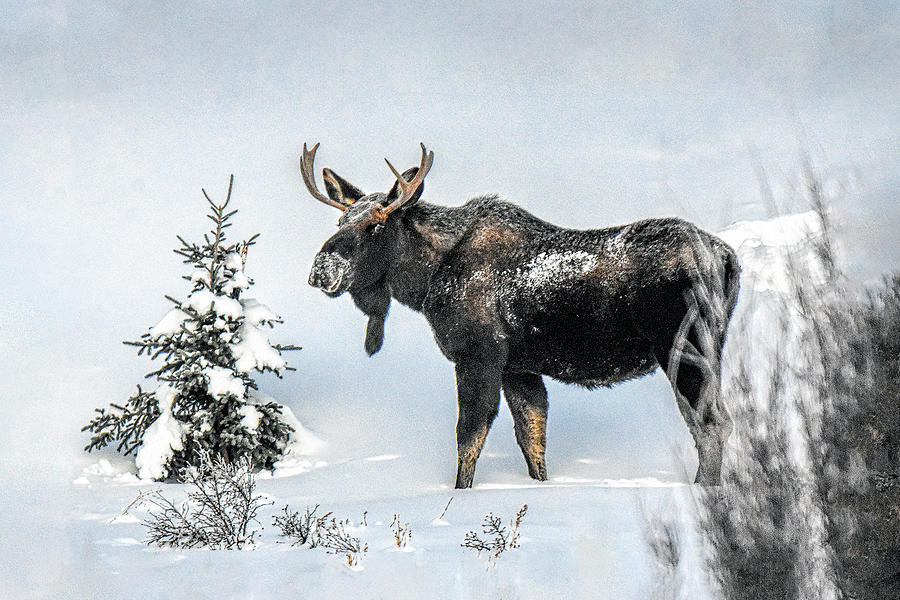 Smiling Bull Moose Photograph by Stephen Johnson