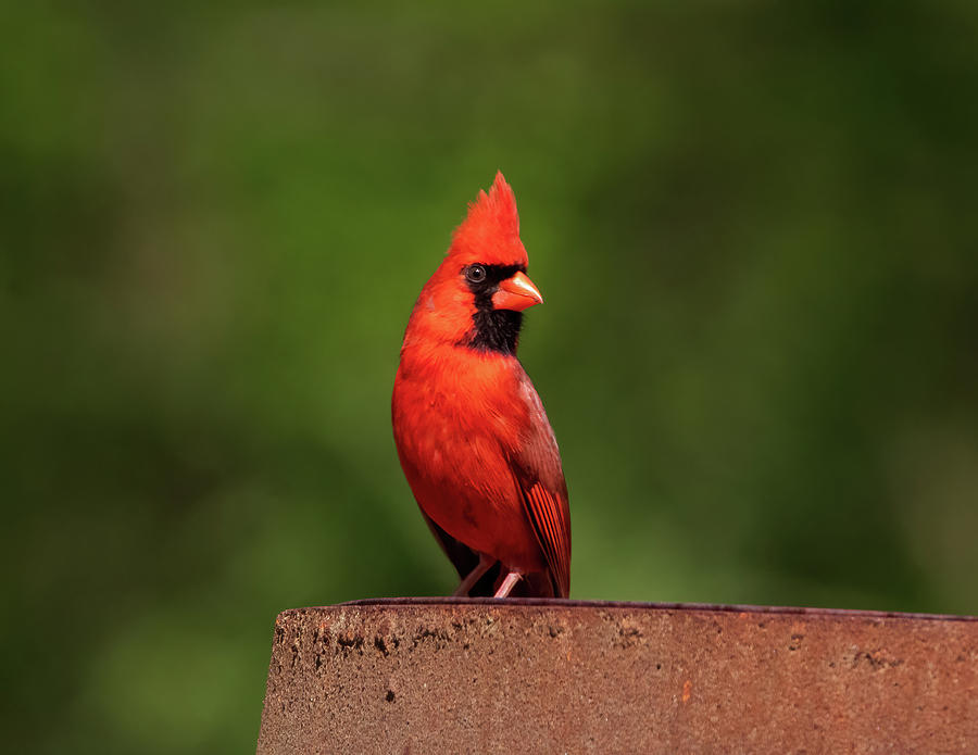 Smiling Cardinal Photograph by Chad Meyer
