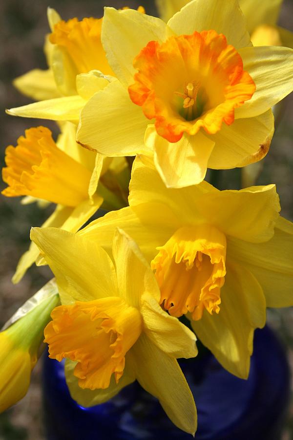 Smiling Daffodils Photograph