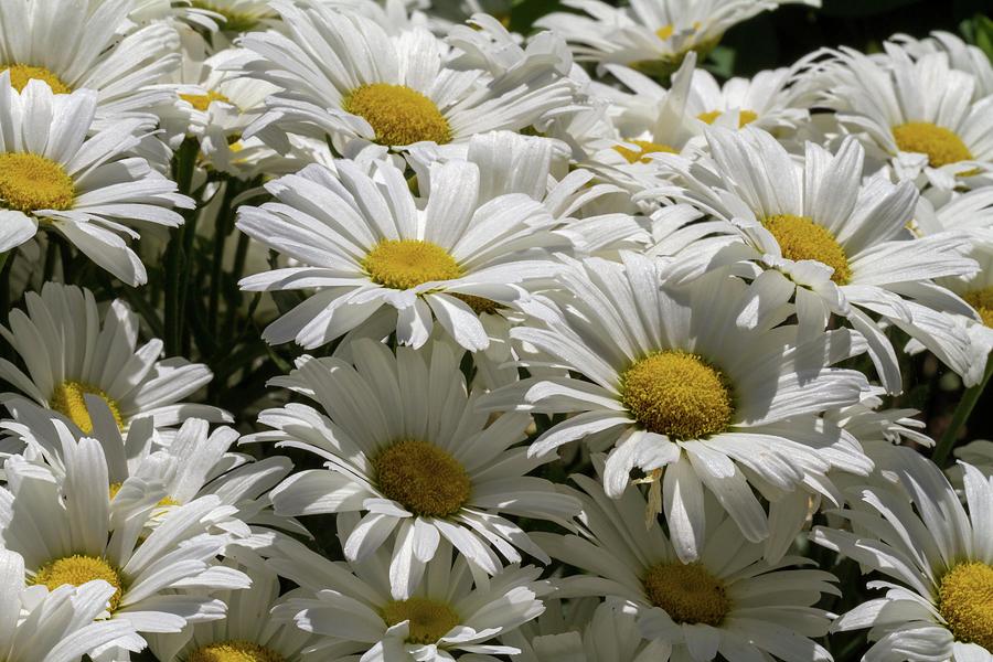 Smiling Daisies Photograph by Liza Eckardt