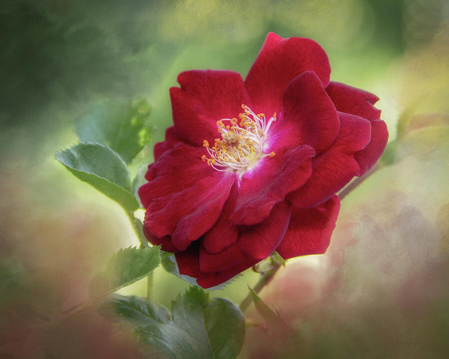 Smiling Don Juan Summer of 23- Flower Rose Print Photograph by Harriet Feagin