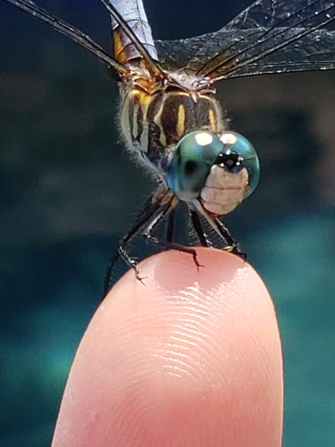 Smiling Dragonfly Photograph by Angela Brunson Smiling Dragonfly Photograph by Angela Brunson
