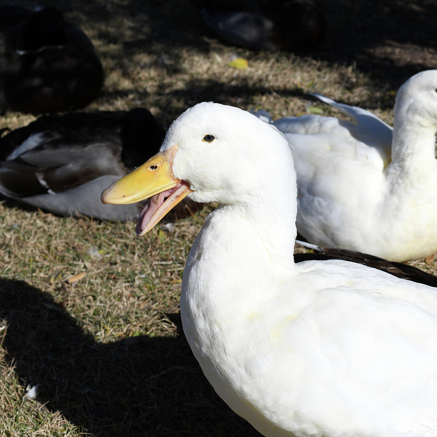 Smiling Duck Photograph by James Greenwell - Fine Art America