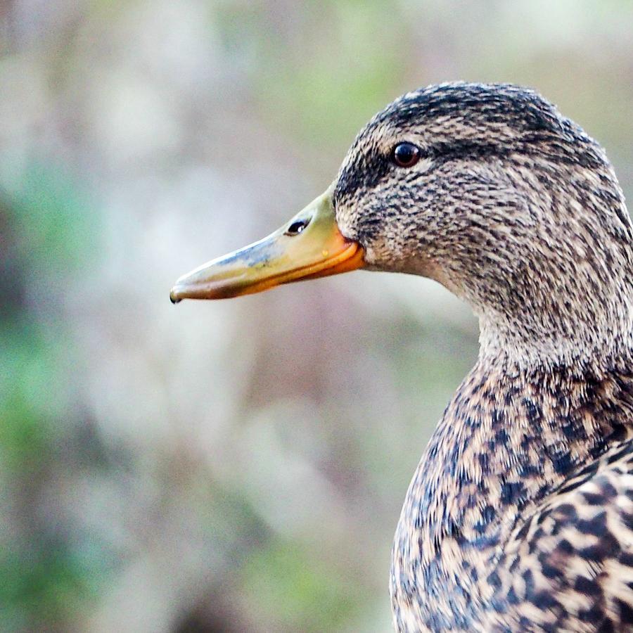 Smiling Duck Photograph by Tracey Taylor Photography