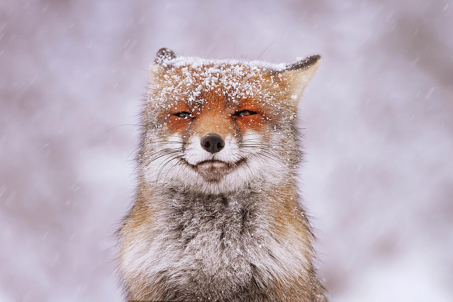 Christmas Photograph - Smiling Fox in the Snow by Roeselien Raimond