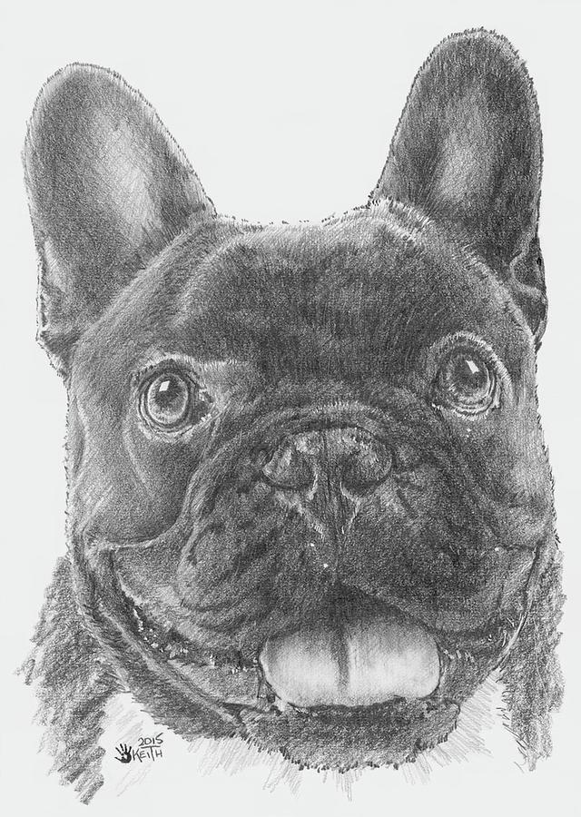 Smiling French Bulldog Drawing by Barbara Keith